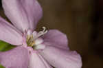 Sticky catchfly